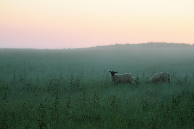 写真 畑にいる羊