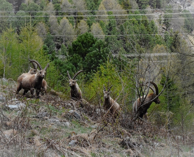 Фото Овцы в поле