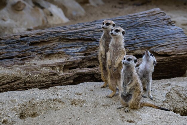 写真 動物園の羊