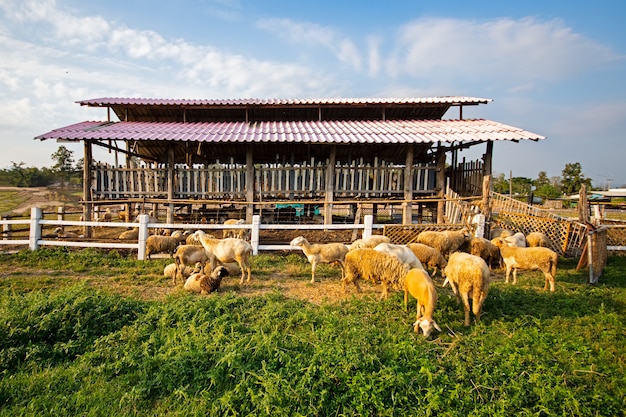 Sheep in Farm Raising house.