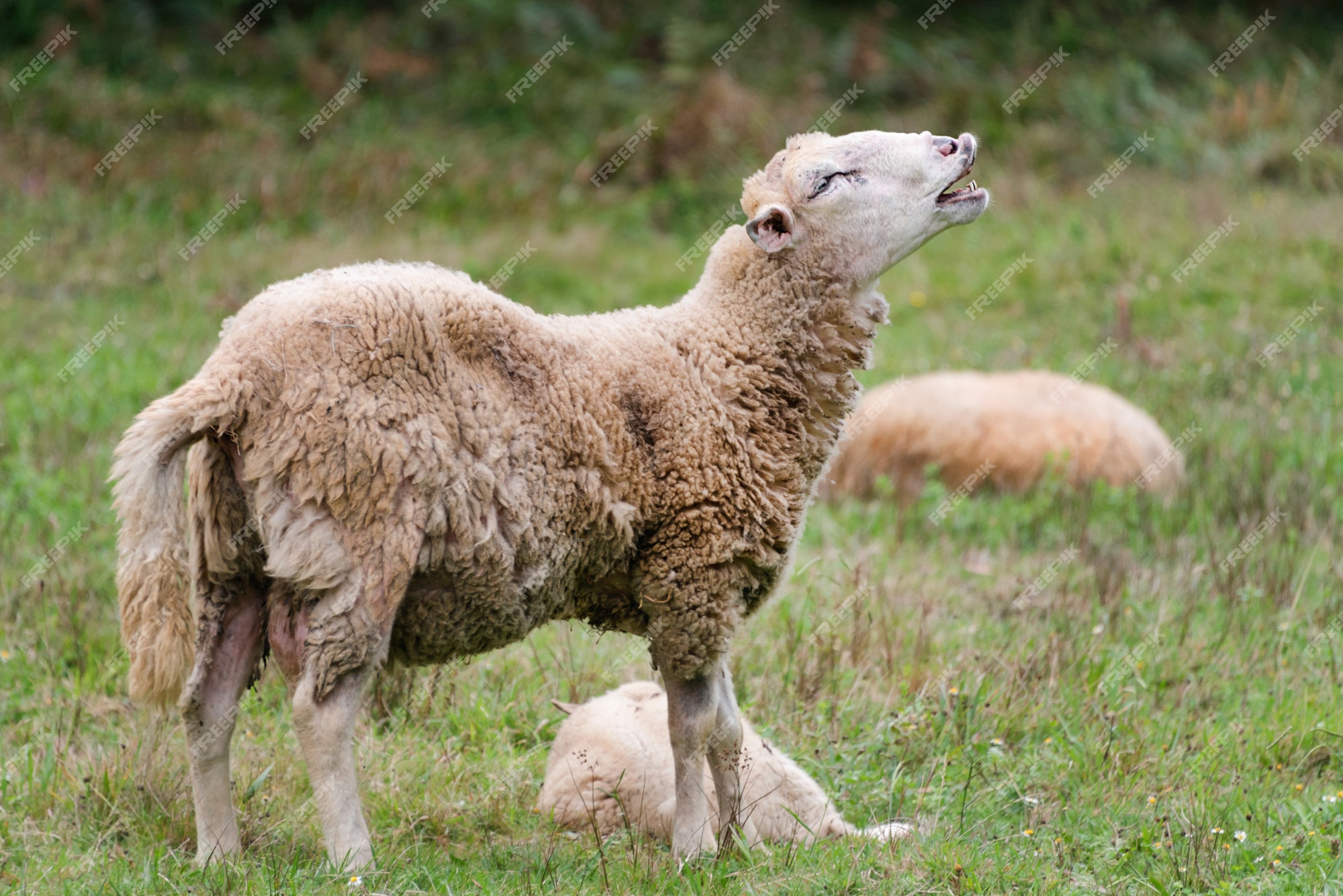 Premium Photo | Sheep is crying out. portrait of a sheep bleating. on a meadow with green grass. Premium Photo | Sheep is crying out. portrait of a sheep bleating. on a meadow with green grass.