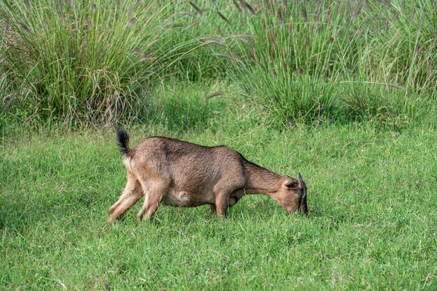 A sheep is grazing on the grass