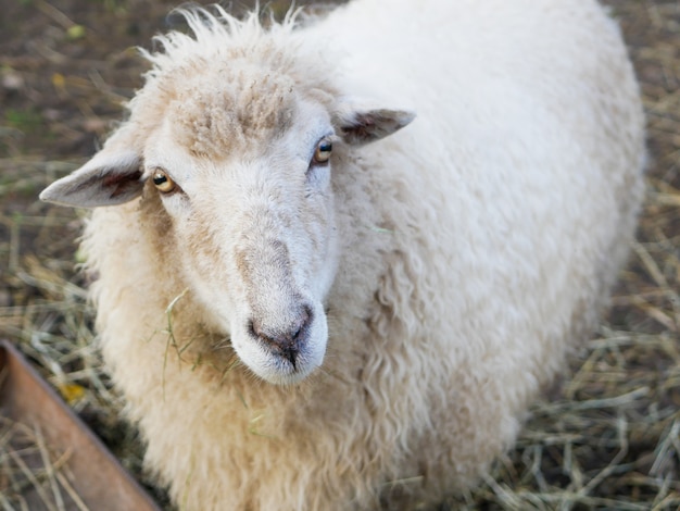 Sheep is looking at the camera. Sheep looking at camera in the field.