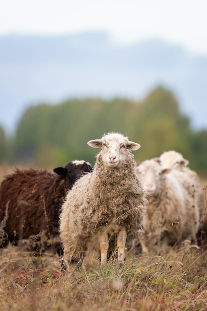 Sheep and lamb on green grass