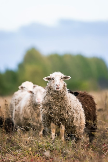 Sheep and lamb on green grassx9