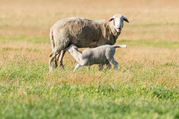 Sheep and Lamb Livestock on a Farm