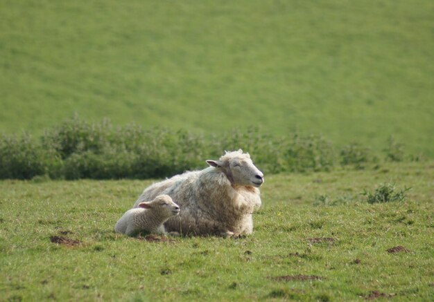 Photo sheep and lamb relaxing on grassy field