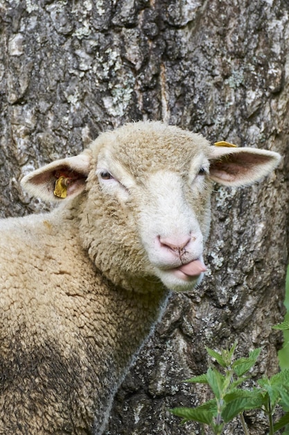 羊と子羊