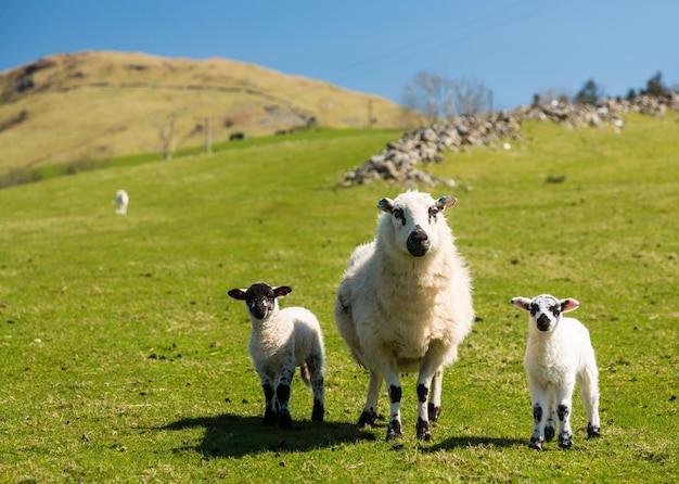 Овцы и ягнята на валлийской горной ферме
