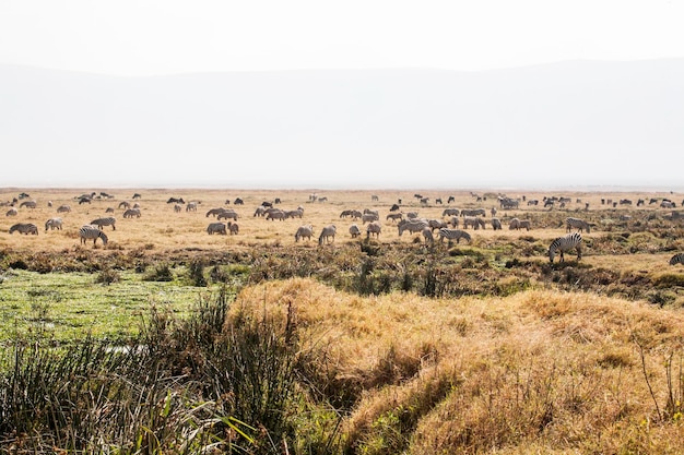 Photo sheep on landscape against sky