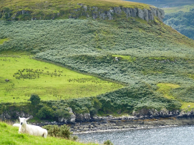 Sheep on landscape