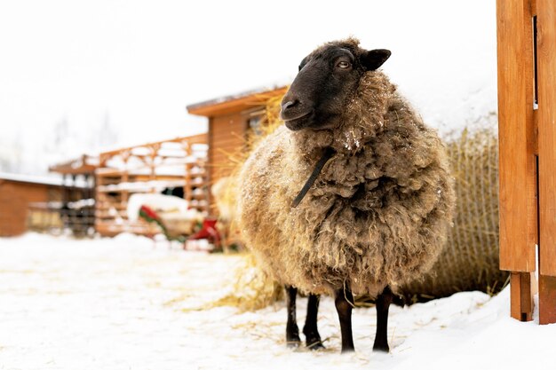 Pecore, bestiame in un ranch o in una fattoria in inverno di fronte a un pagliaio.