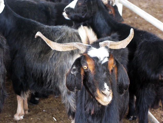 Sheep market in Turkmenistan