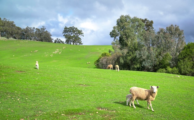 Sheep in meadow of green farm land