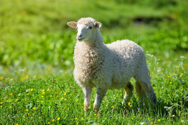 Photo a sheep in a meadow on green grass sunny summer day