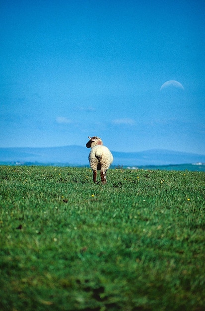 Sheep on the meadow