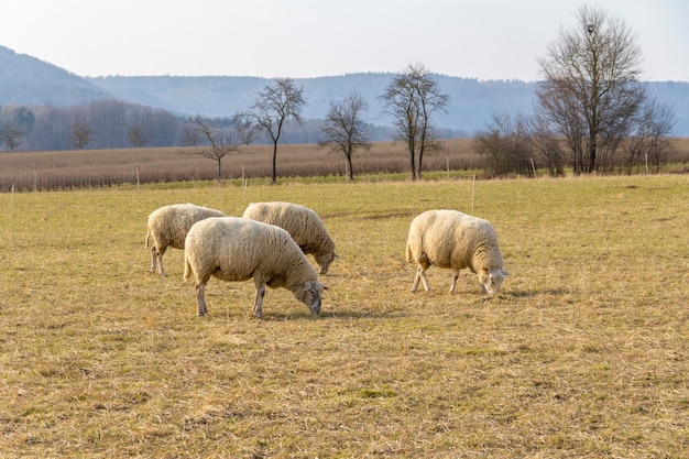 Photo sheep on a meadow