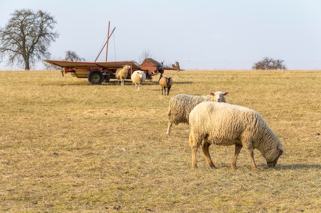 Photo sheep on a meadow