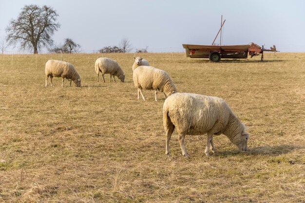 Photo sheep on a meadow