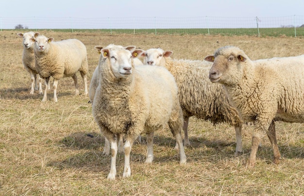 Photo sheep on a meadow