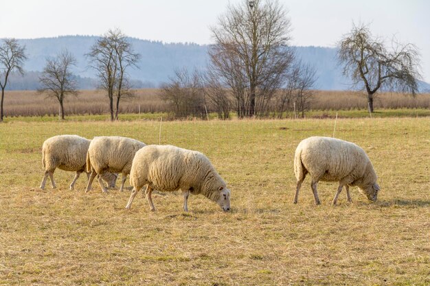 Photo sheep on a meadow