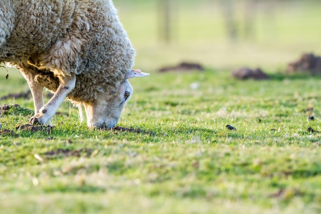 牧草地の羊