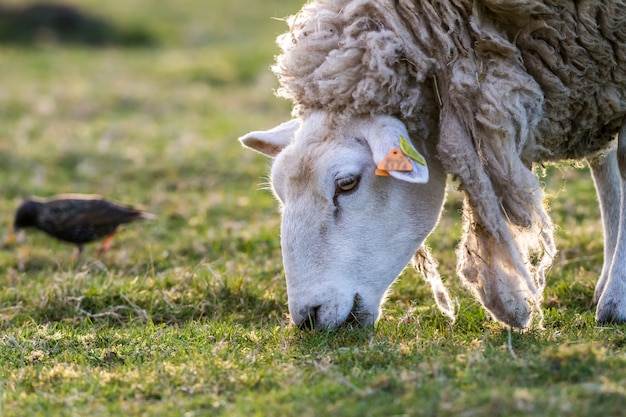 Sheep in the meadow