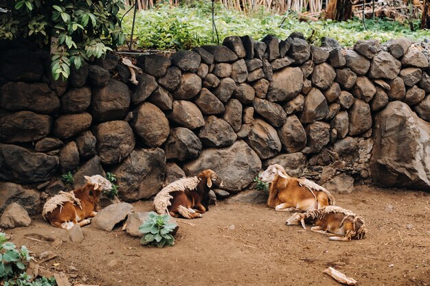 Sheep mostly rest on the island of Tenerife. Sheep in the Canary Islands.