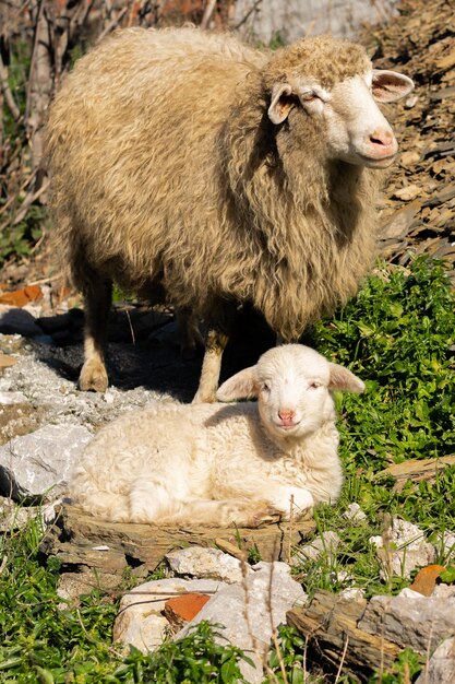 Una mamma pecora con il suo agnellino