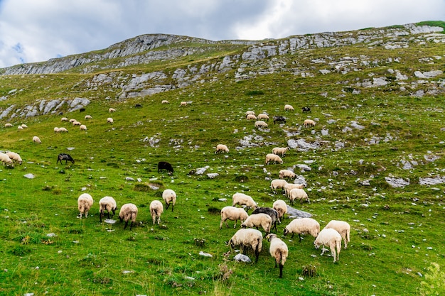 Pecore sui campi di montagna.