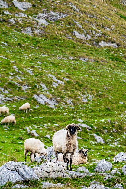 Sheep on the mountain fields.