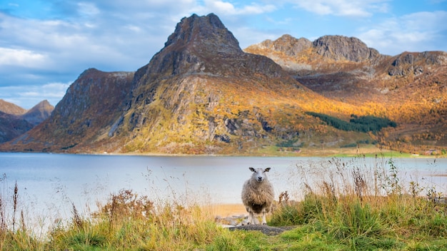 A sheep in mountain in Lofoten Islands 