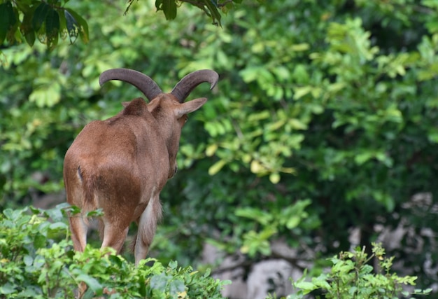 羊の山