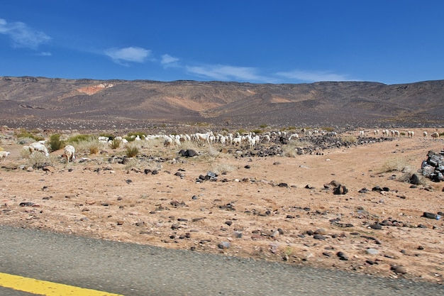 Sheep in mountains of Saudi Arabia