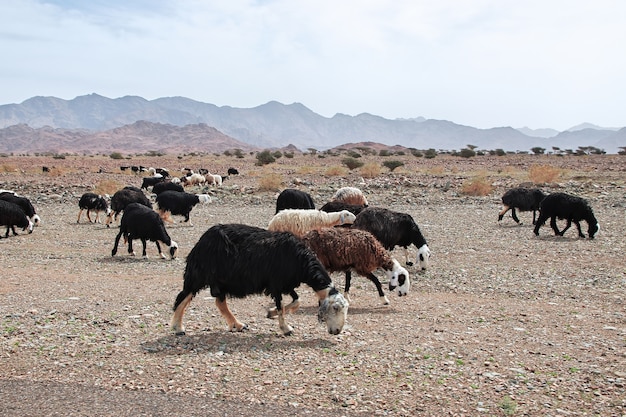 サウジアラビアの山の羊