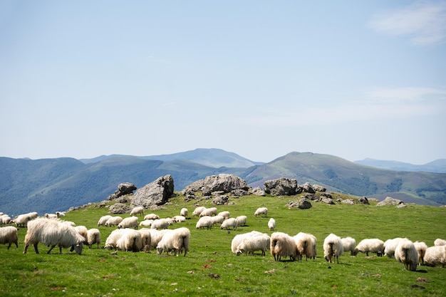 sheep in mountains