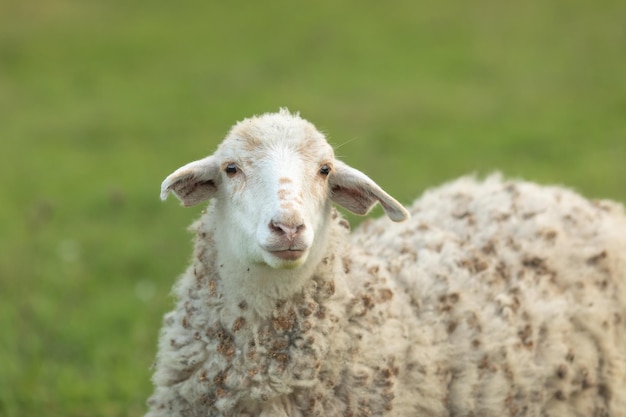 Sheep in nature green meadow on a grass