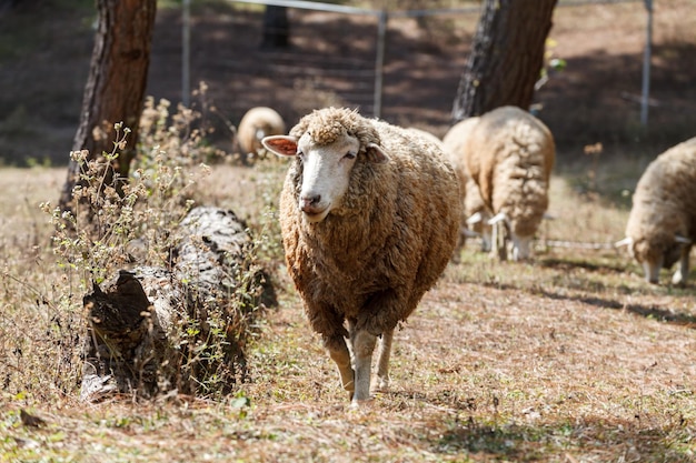 牧草地の自然の羊屋外での農業