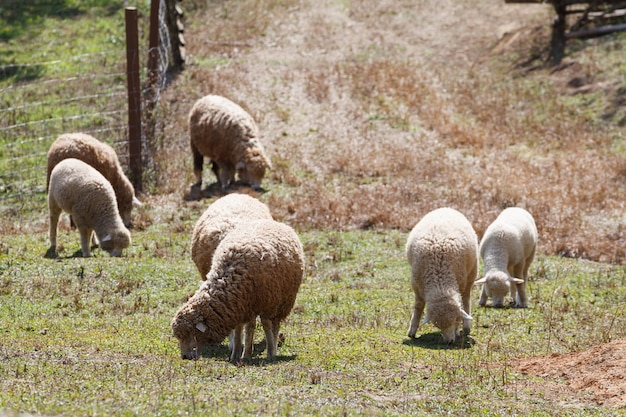 Sheep in nature on meadow Farming outdoor