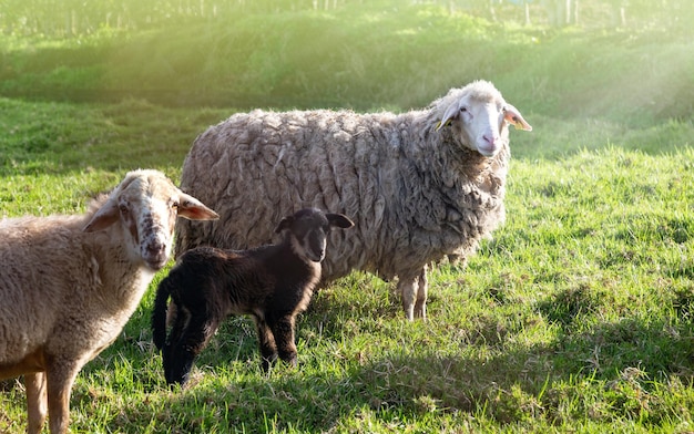 Sheep in nature on meadow