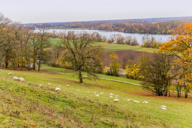 sheep near Danube river