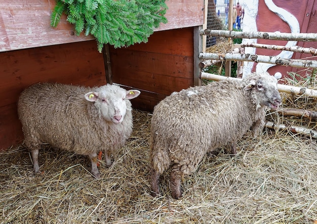 Sheep in the Old town of Riga, capital of Latvia, at Christmas. No snow, no wind, only sun. Selective focus