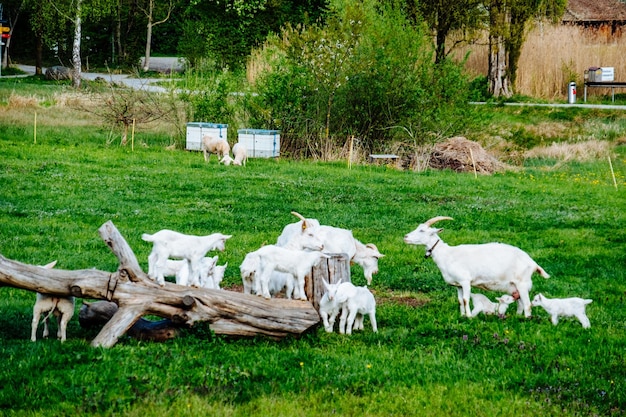 写真 畑 に いる 羊