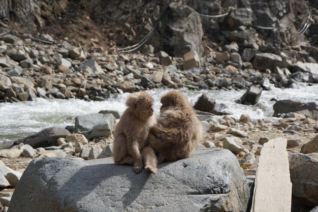 写真 岩の上にある羊