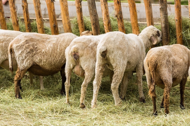 Pecore all'aperto in fattoria in estate.
