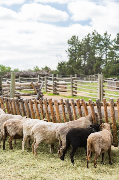 Sheep outside on the farm in the Summer.