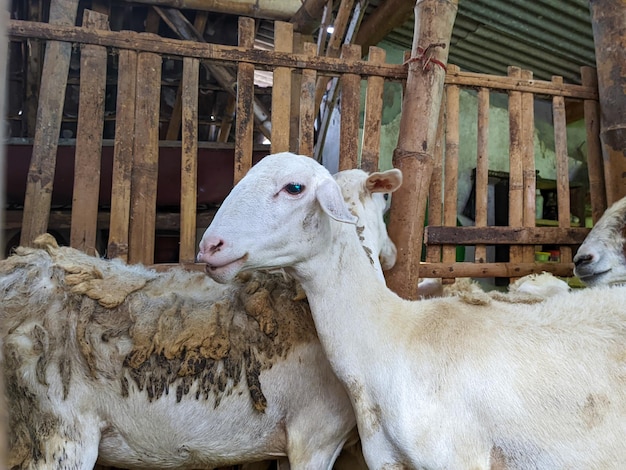 A sheep or Ovis aries in the pen in blitar indonesia