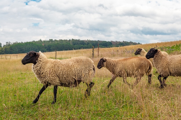 sheep in a paddock on an organic farm