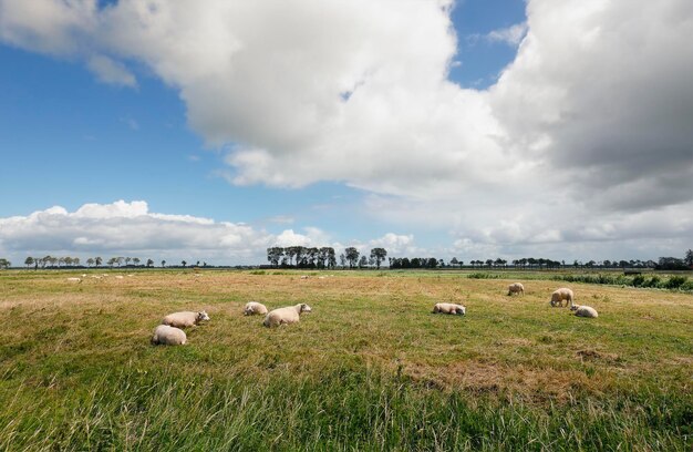 sheep on pasture and blue sky