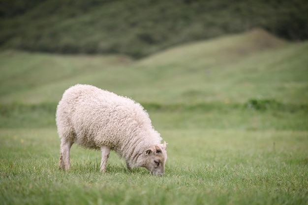 アイスランドの牧草地の羊